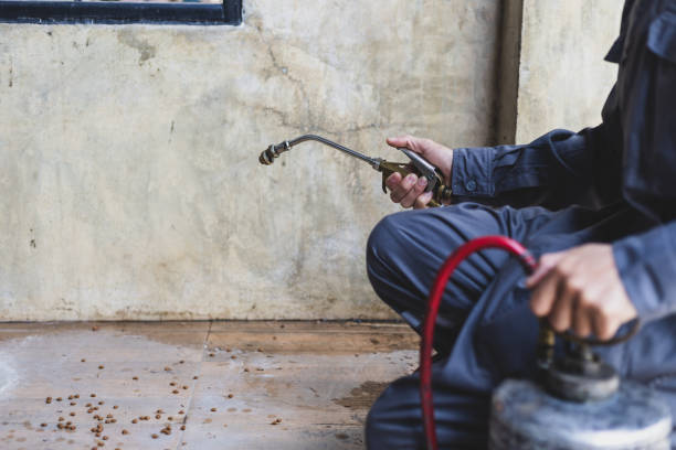 Best Wasp Removal Services  in Indian Hills, TX